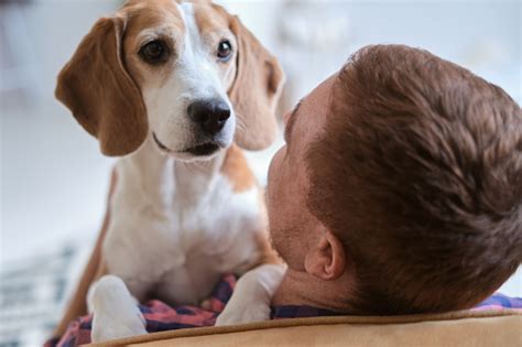  Dogwatching: A Celebration of Canine Companionship Through Photography - An Ode to Man's Best Friend Captured in Time