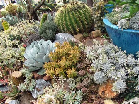 Creative Gardening with Cacti and Succulents: A Guide for Beginners, Unveiling Desert Beauty through Ancient Traditions and Modern Techniques